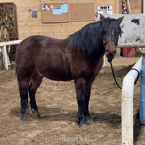 "Hanz" Bay Gelding Pony - Pony