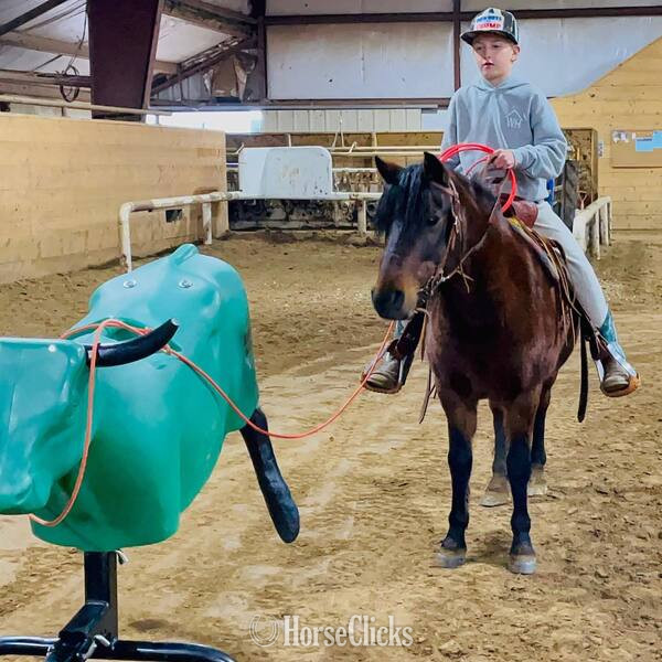 "Hanz" Bay Gelding Pony Texas
