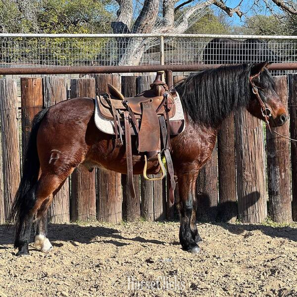 Pony - "Hanz" Bay Gelding Pony in Texas
