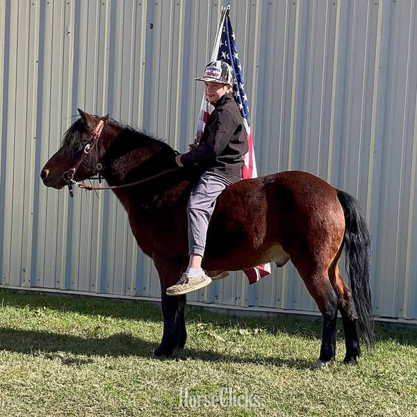 Pony - "Hanz" Bay Gelding Pony