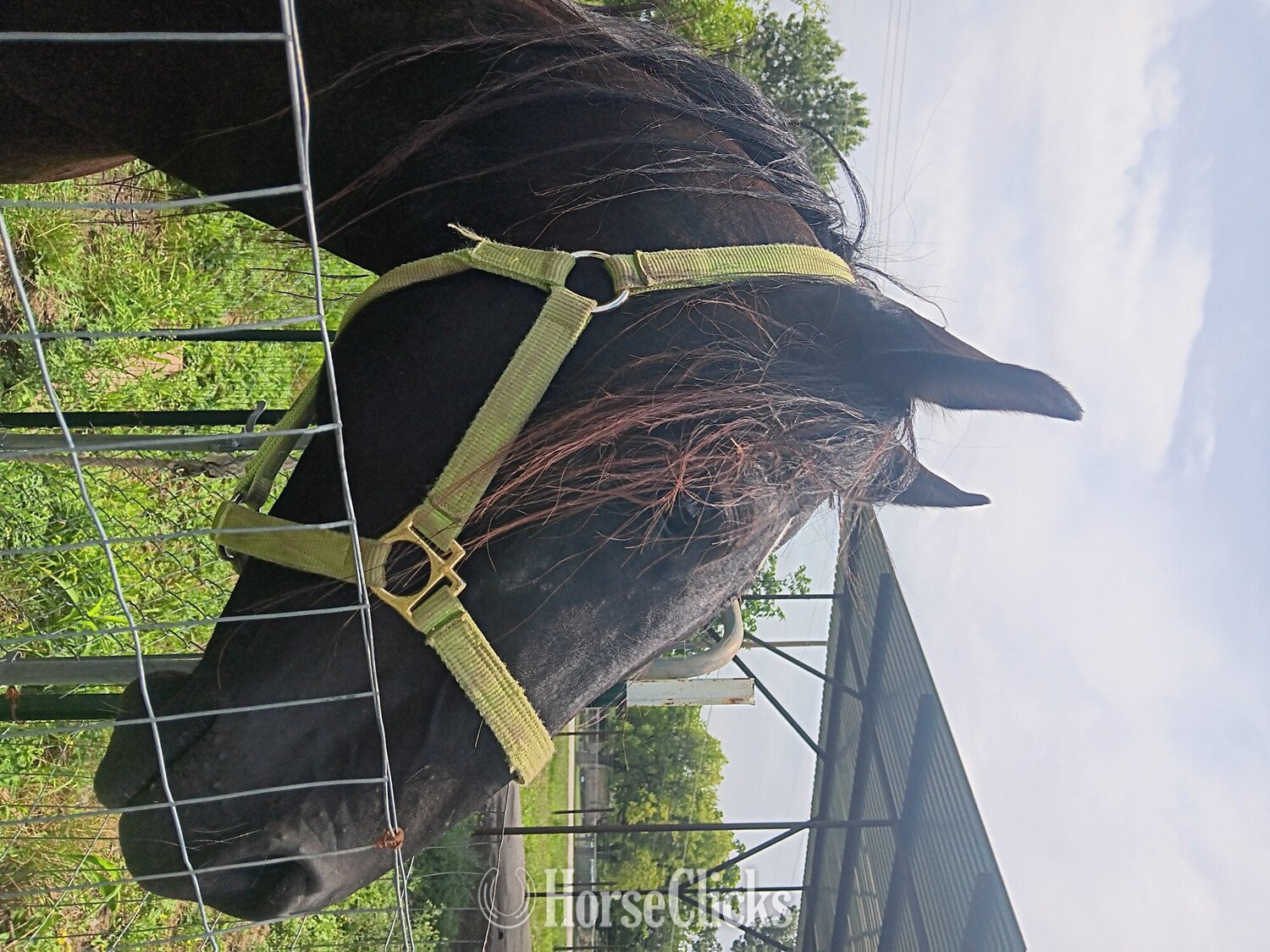 "Pasha" Black Stallion Arabian in Texas