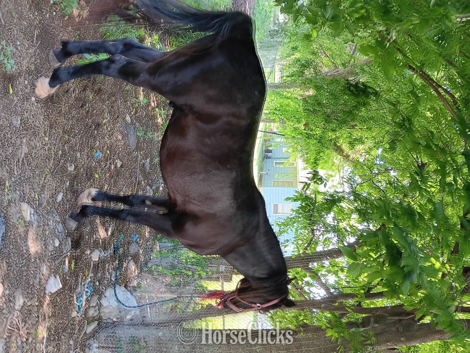 "Pasha" Black Stallion Arabian