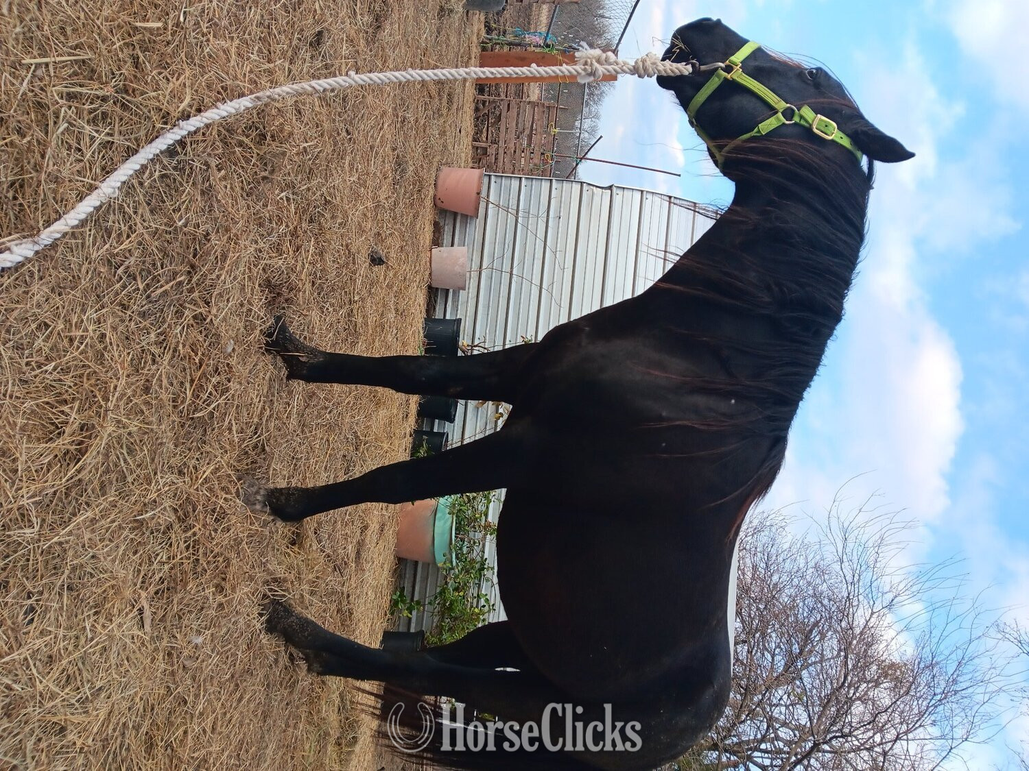 Texas "Pasha" Black Stallion Arabian