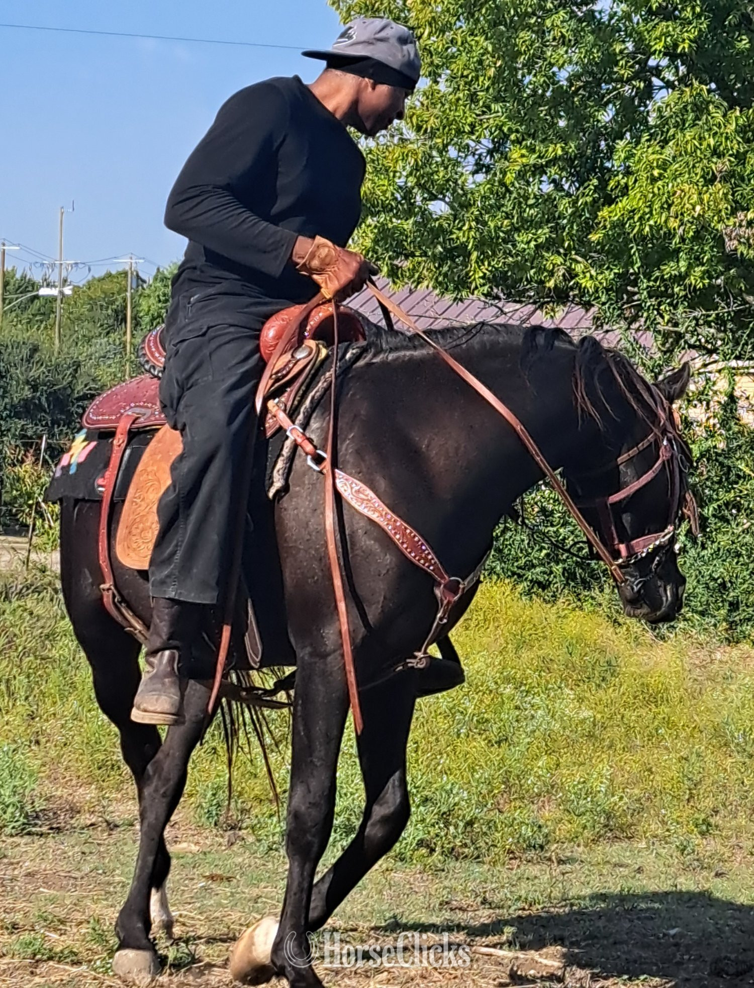 "Pasha" Black Stallion Arabian - Arabian in Texas