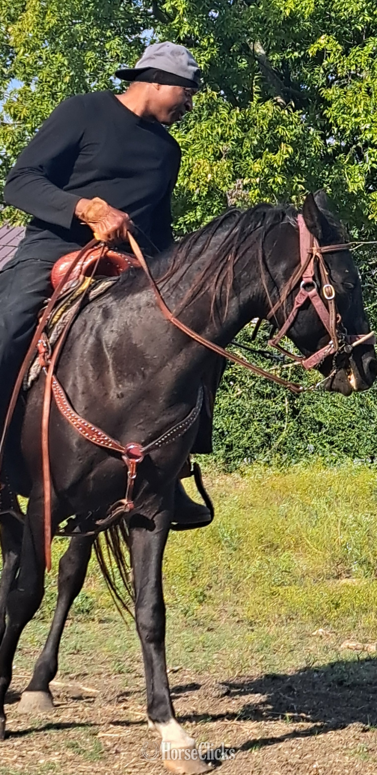 "Pasha" Black Stallion Arabian - Arabian