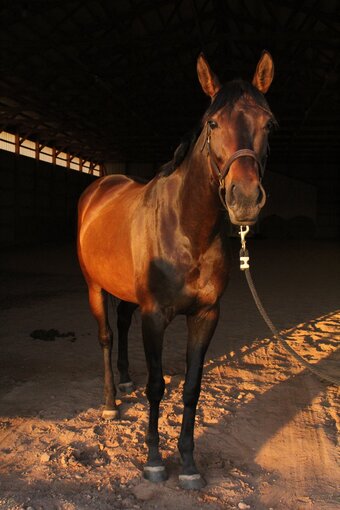 "Xena" Bay Mare Thoroughbred