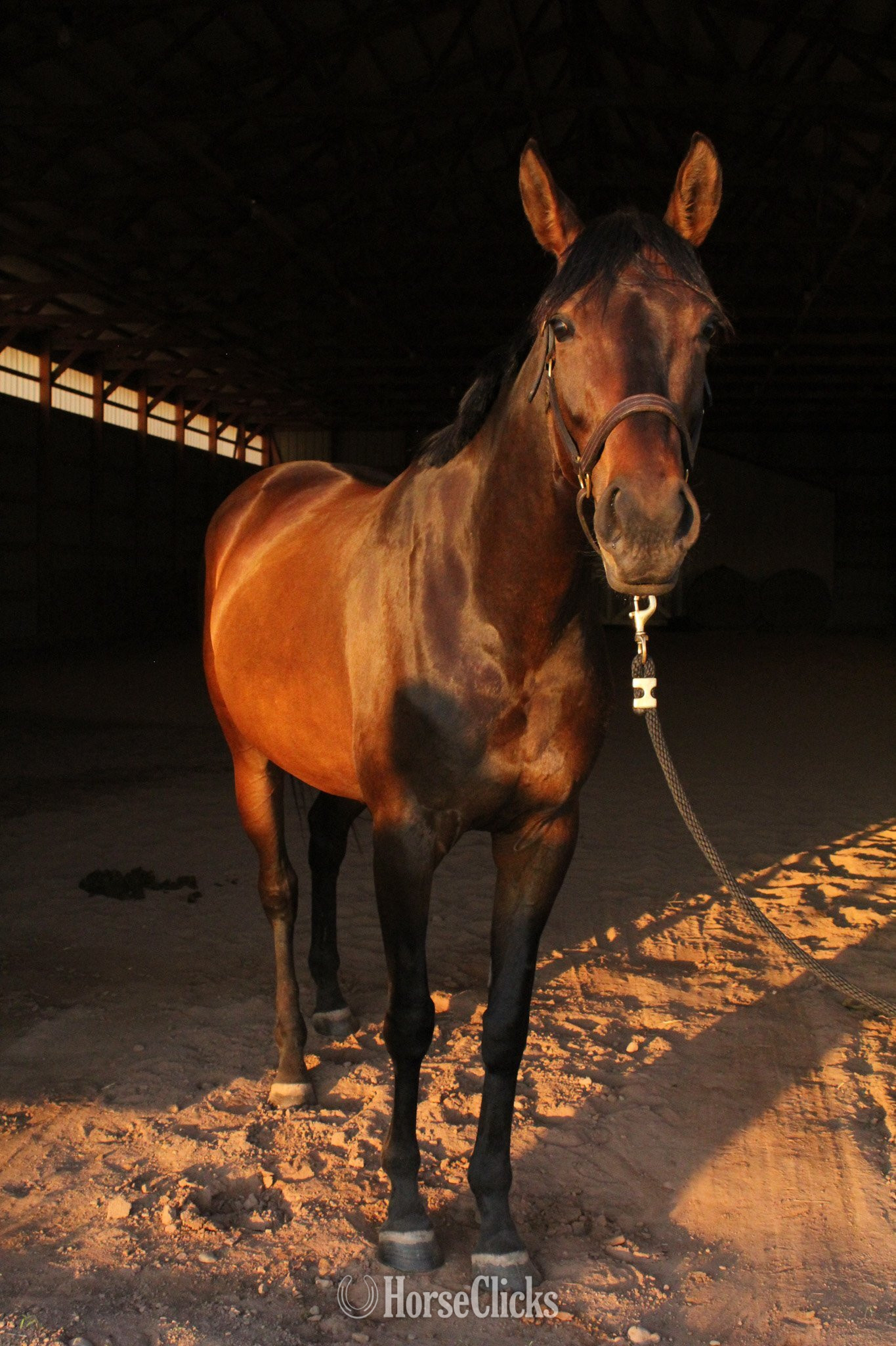 "Xena" Bay Mare Thoroughbred in Minnesota
