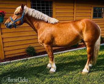 "AXEL" Chestnut Gelding Draft