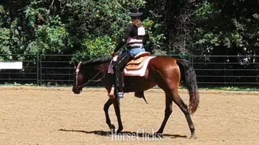 "BMQ Sweettalkinhotty aka Penny" Bay Mare Quarter Horse - Quarter Horse