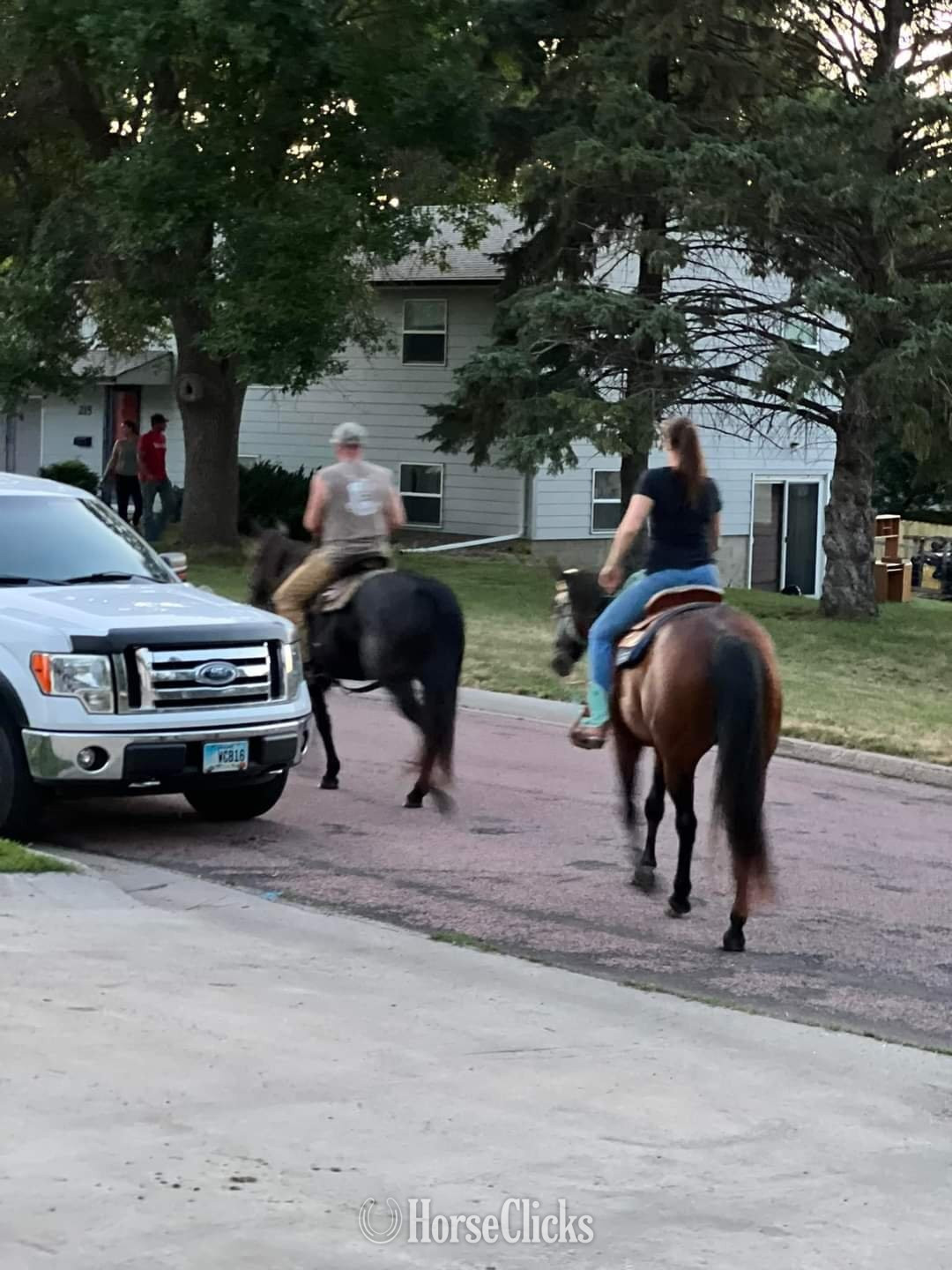 "BMQ Sweettalkinhotty aka Penny" Bay Mare Quarter Horse South Dakota