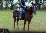 "Rita" Sorrel Mare Quarter Horse