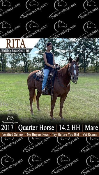 "Rita" Sorrel Mare Quarter Horse
