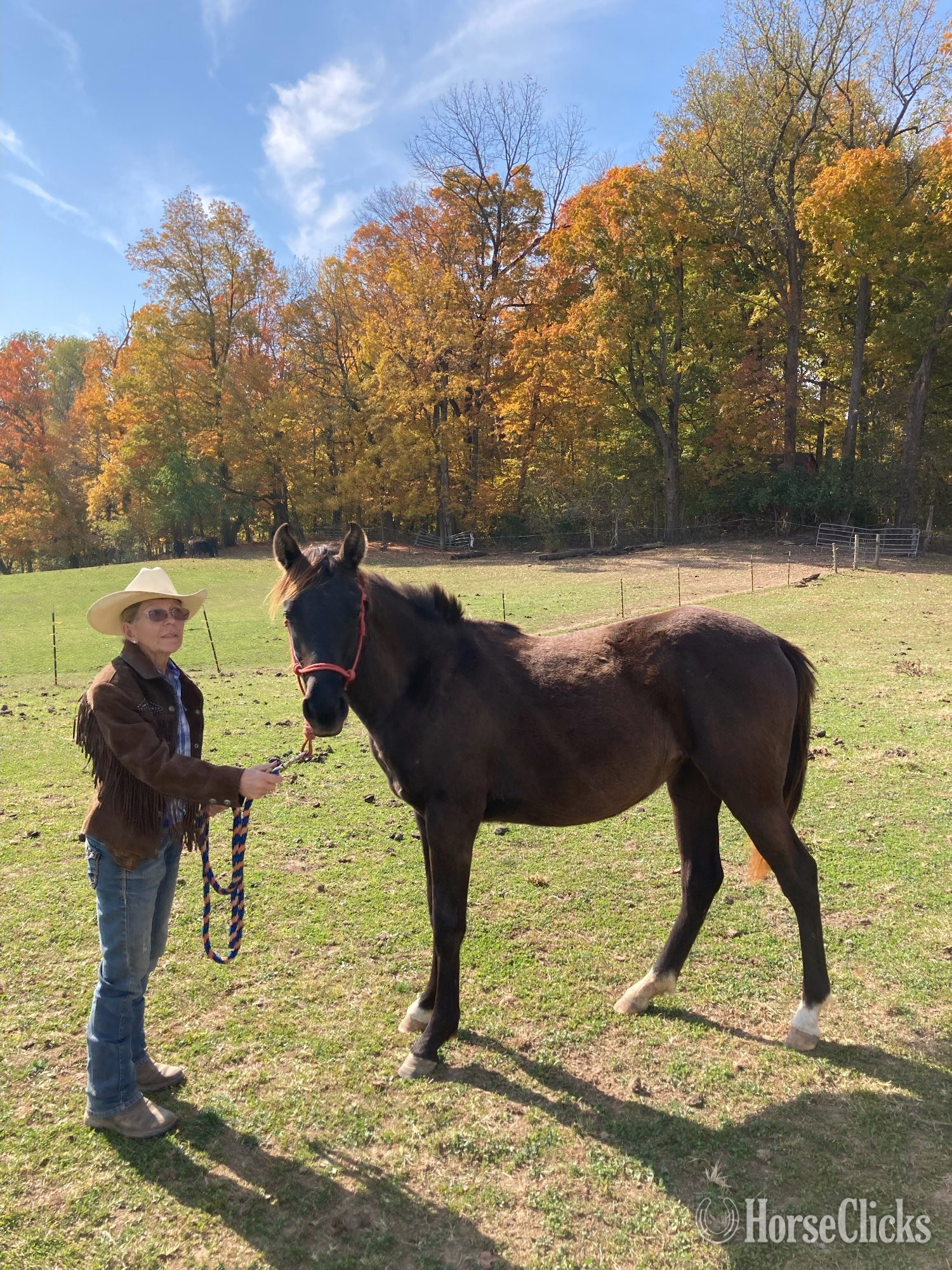 "Midnight" Bay Filly Quarter Horse in Indiana