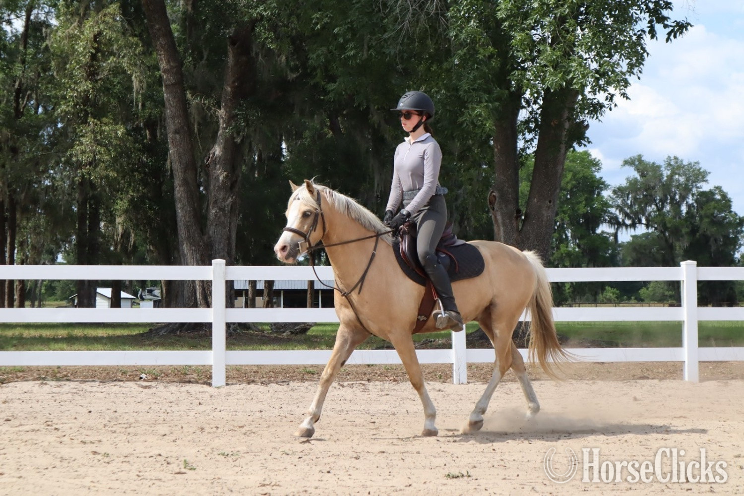 "Smoke Tree (J) True Grit" Palomino Gelding Welsh Pony in Florida