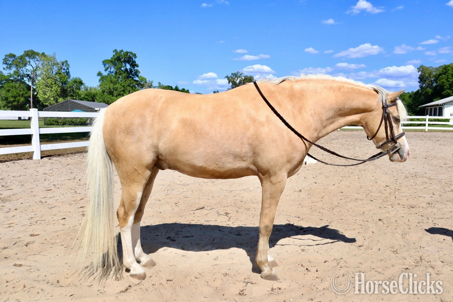 "Smoke Tree (J) True Grit" Palomino Gelding Welsh Pony
