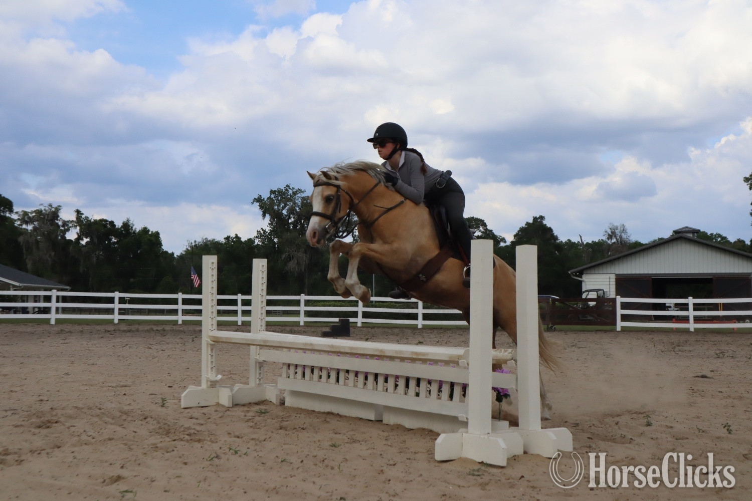 Florida "Smoke Tree (J) True Grit" Palomino Gelding Welsh Pony