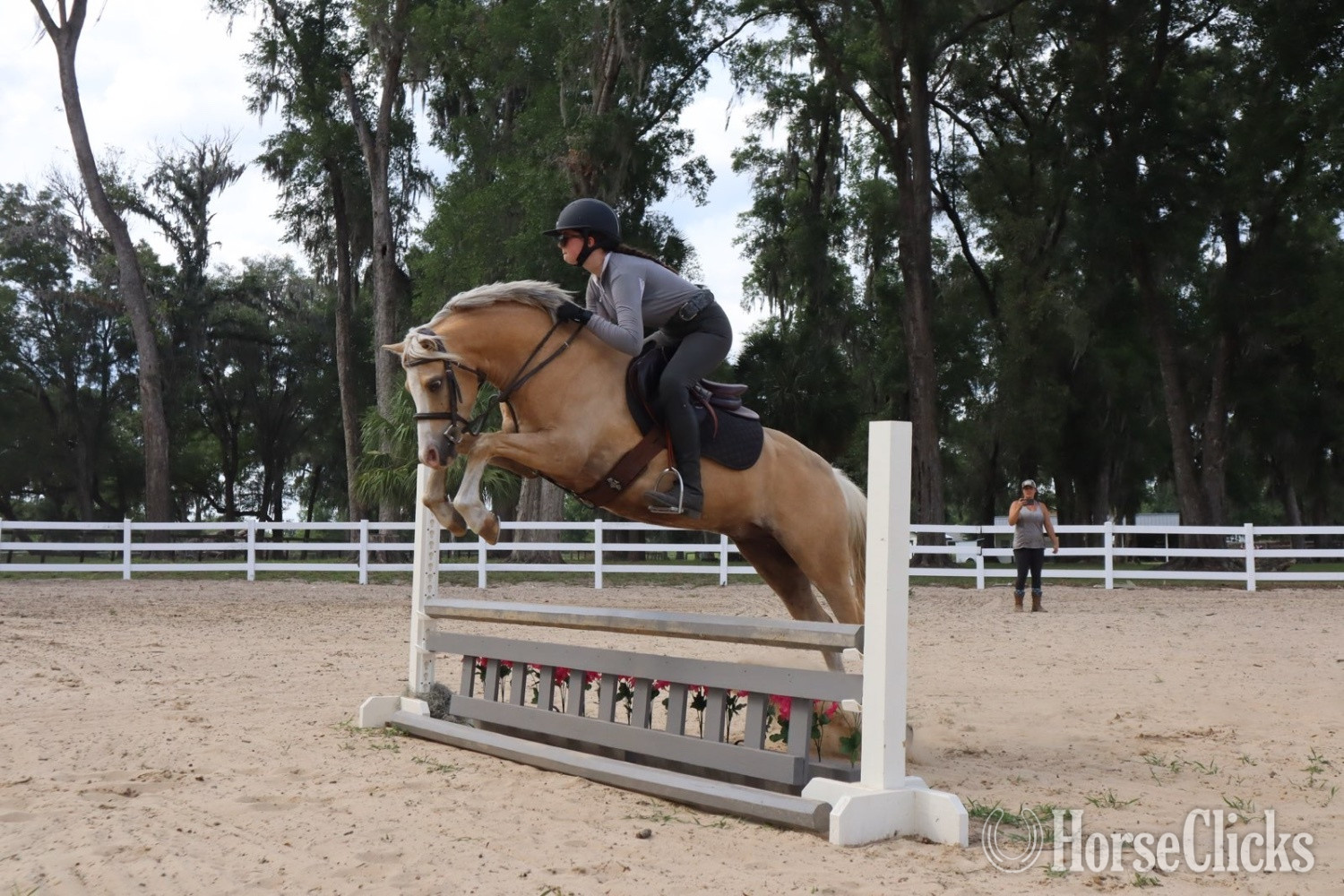 "Smoke Tree (J) True Grit" Palomino Gelding Welsh Pony - Welsh Pony in Florida