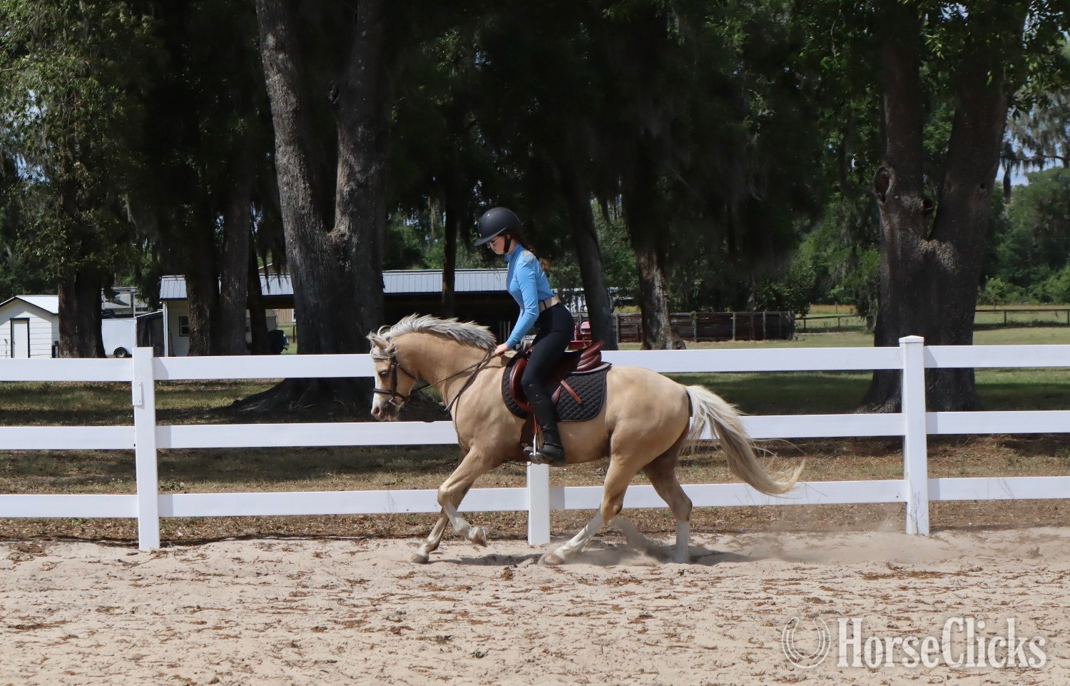 "Smoke Tree (J) True Grit" Palomino Gelding Welsh Pony - Welsh Pony