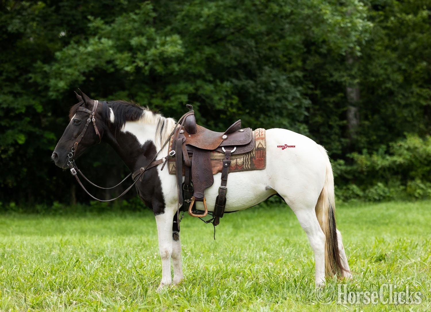 "Sadie" Spotted Mare Paint in Missouri