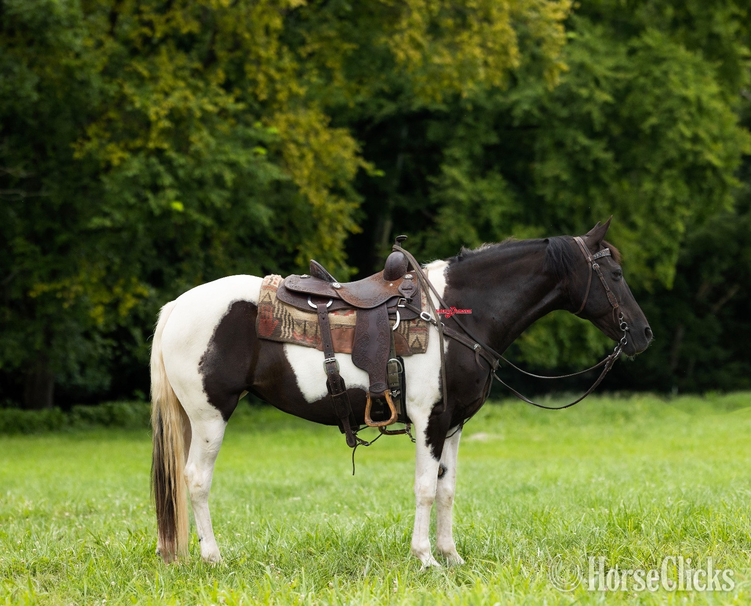 "Sadie" Spotted Mare Paint