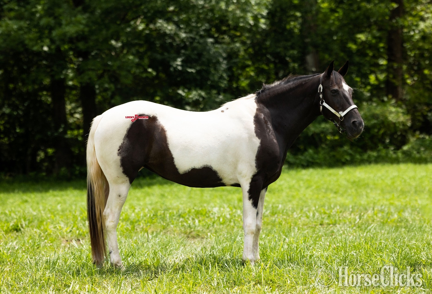 Missouri "Sadie" Spotted Mare Paint