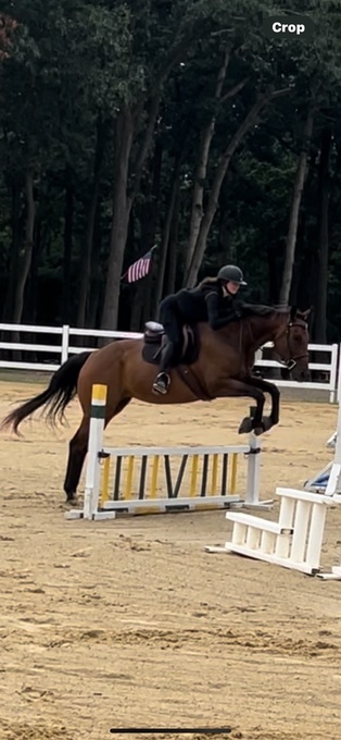 "ShimmerInDispleigh" Bay Mare Thoroughbred
