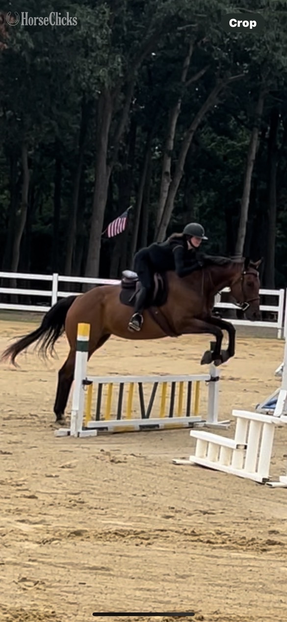 "ShimmerInDispleigh" Bay Mare Thoroughbred in New Jersey