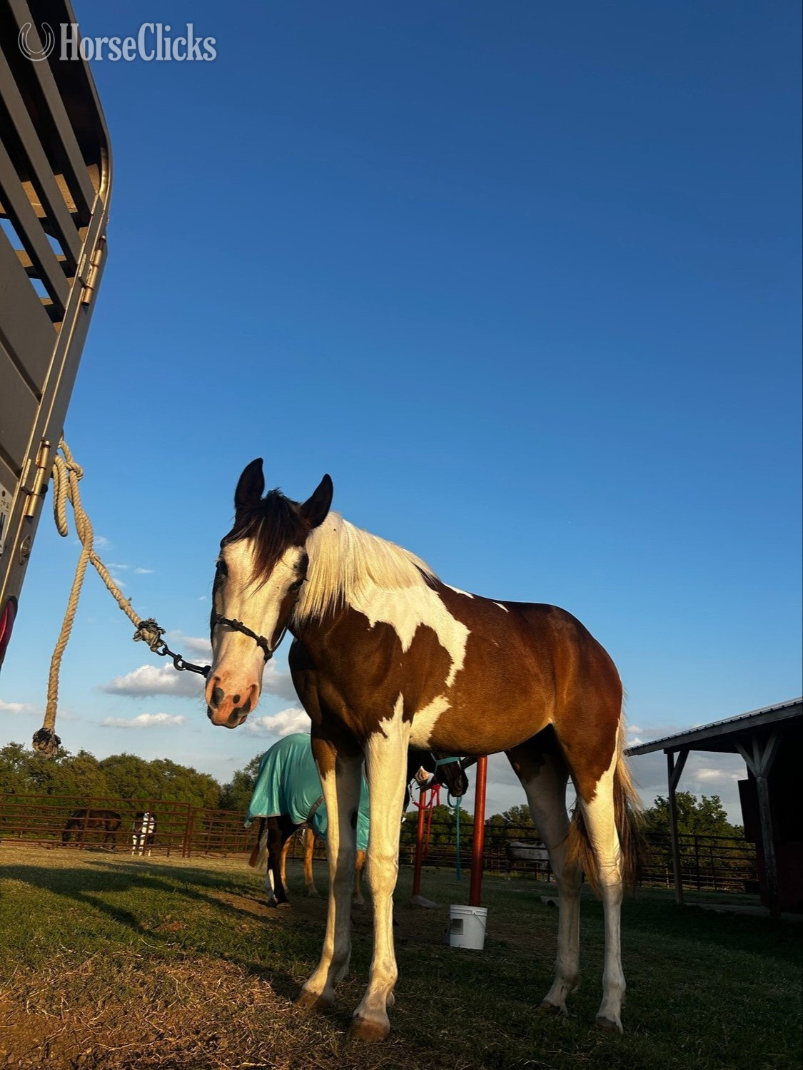 "She's Always Hot AKA Arabella" Bay Filly Paint in Texas