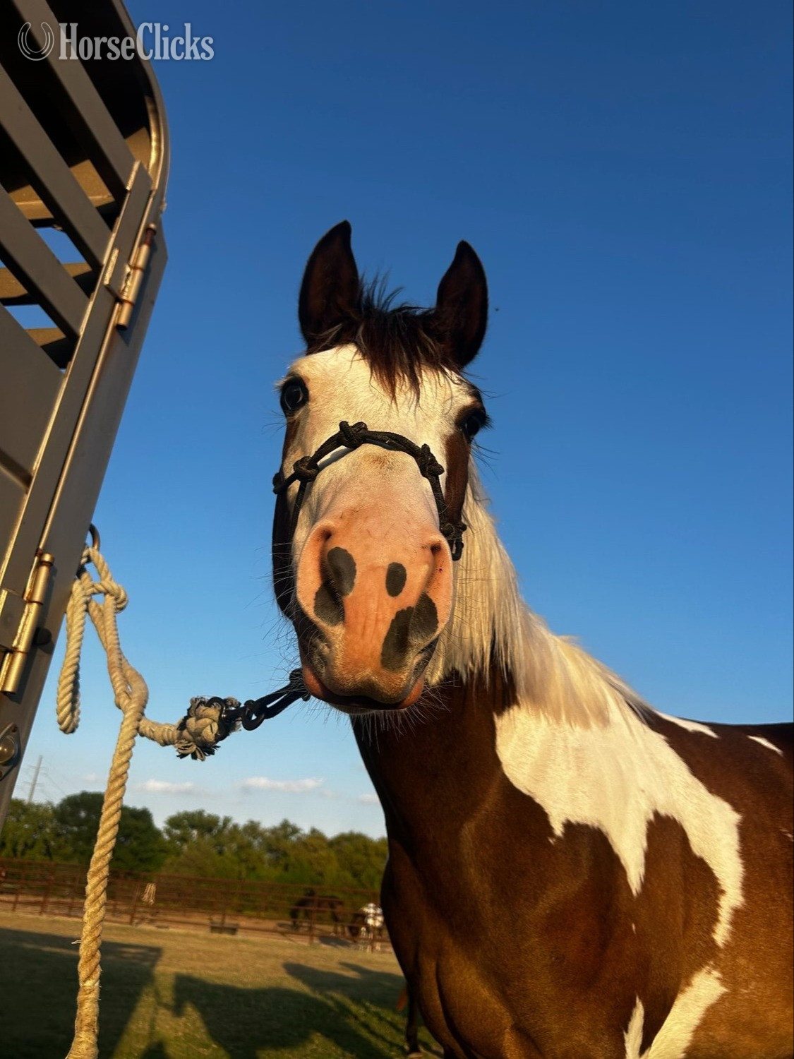 "She's Always Hot AKA Arabella" Bay Filly Paint