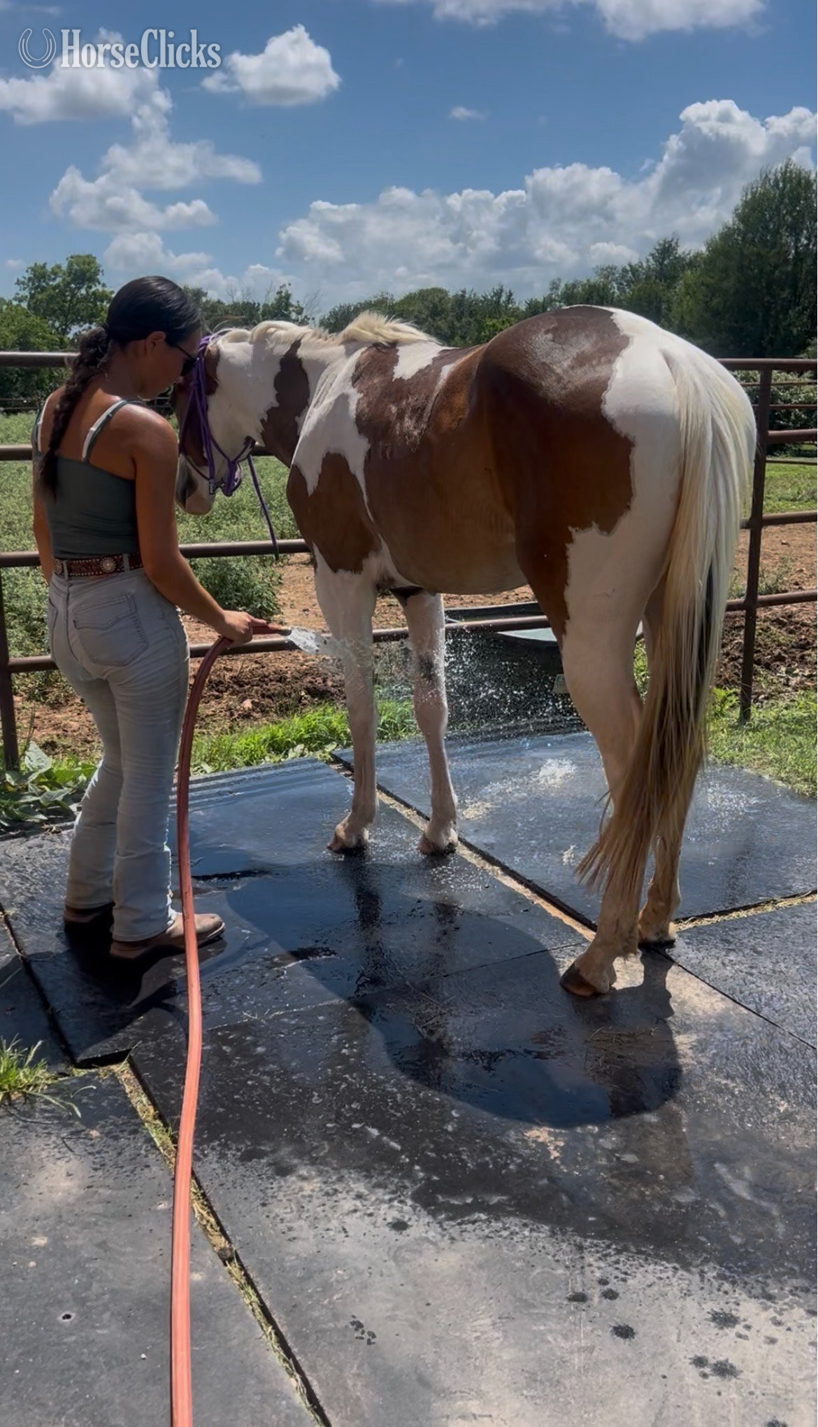 "She's Always Hot AKA Arabella" Bay Filly Paint - Paint in Texas