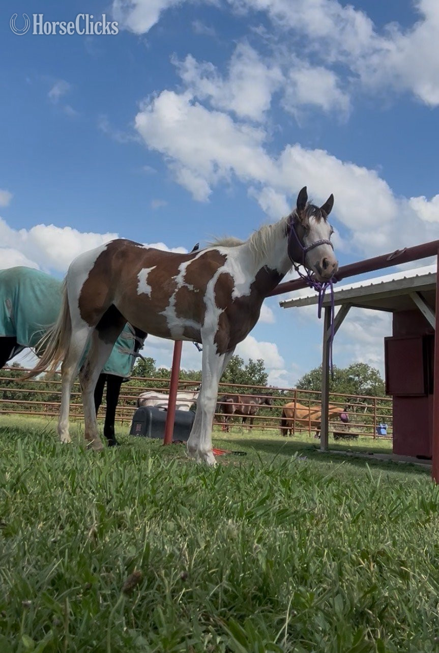 "She's Always Hot AKA Arabella" Bay Filly Paint - Paint