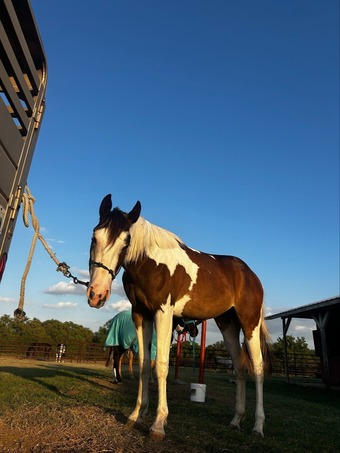 "She's Always Hot AKA Arabella" Bay Filly Paint