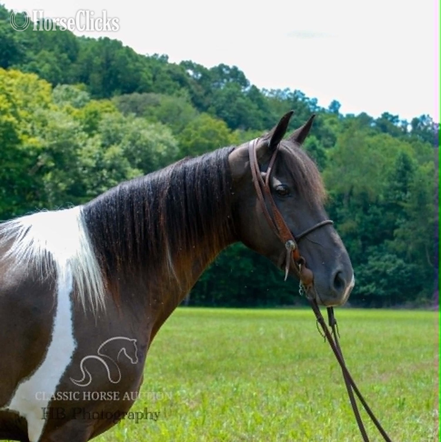 "SUGA PLUM" Tabiano Mare Kentucky Mountain