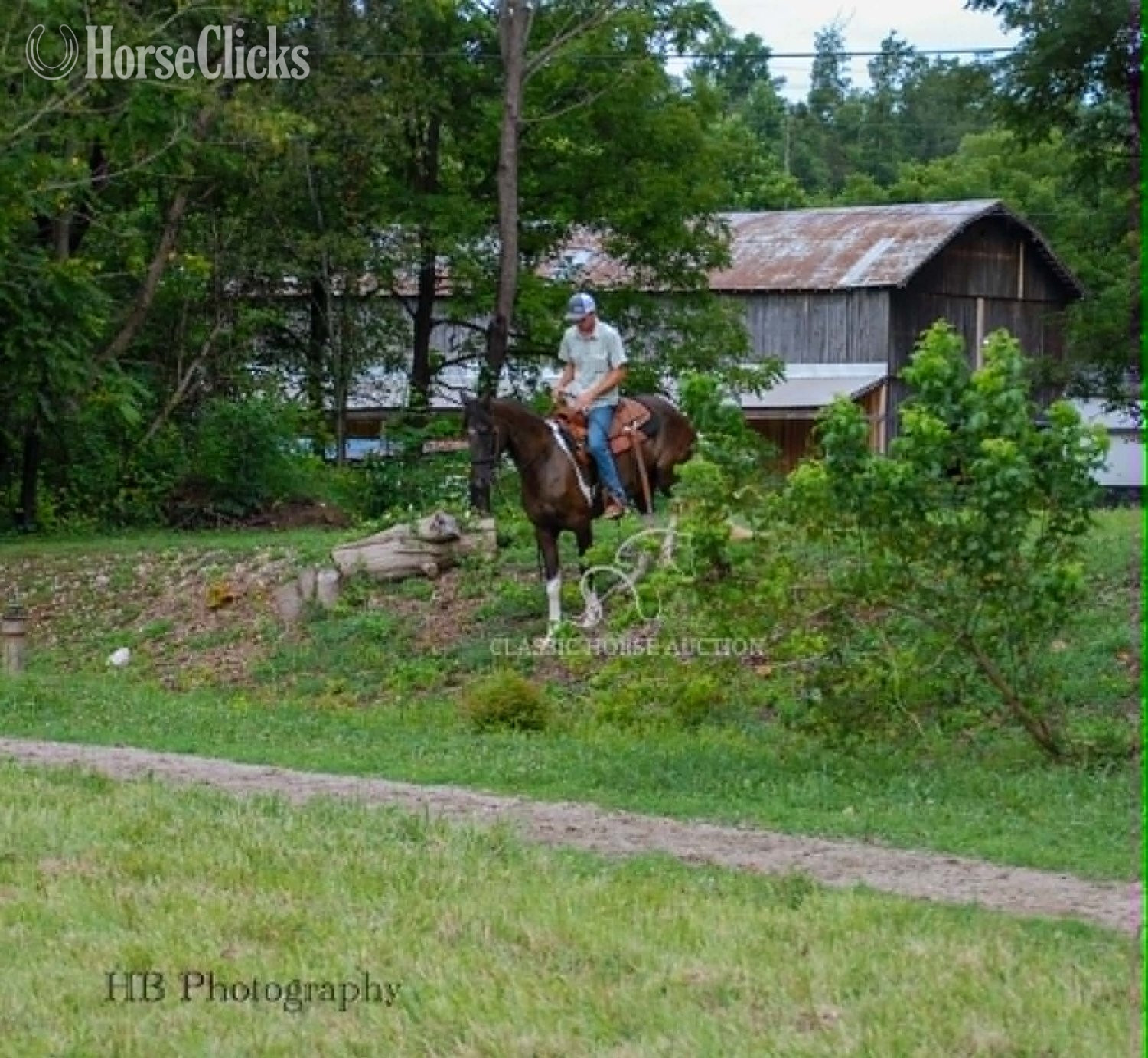 "SUGA PLUM" Tabiano Mare Kentucky Mountain Kentucky