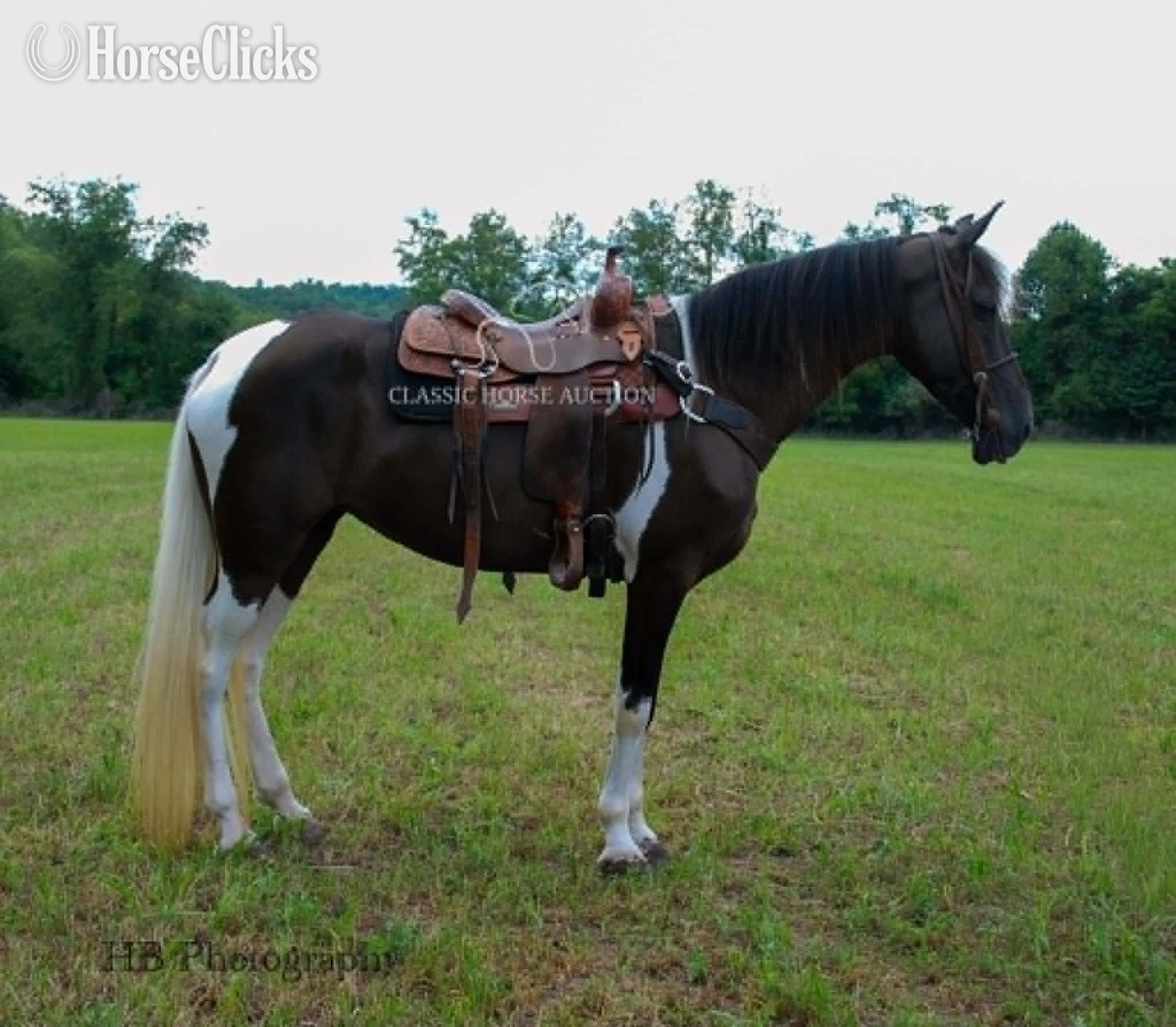 Kentucky Mountain - "SUGA PLUM" Tabiano Mare Kentucky Mountain in Kentucky