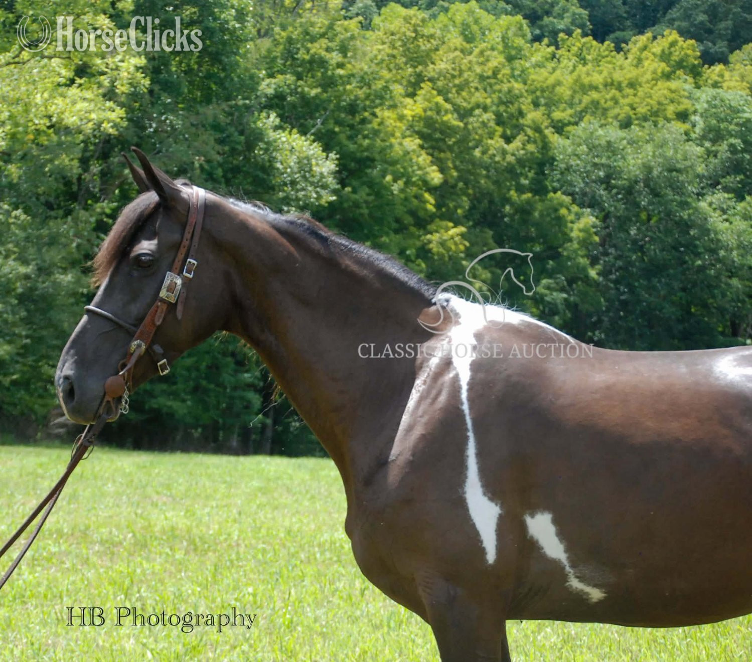 Kentucky Mountain - "SUGA PLUM" Tabiano Mare Kentucky Mountain