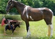 "SUGA PLUM" Tabiano Mare Kentucky Mountain