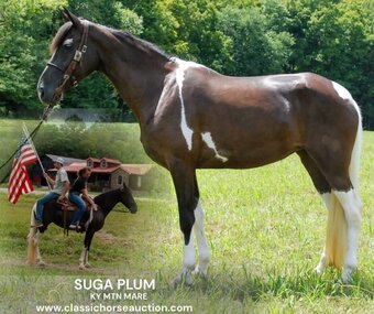 "SUGA PLUM" Tabiano Mare Kentucky Mountain