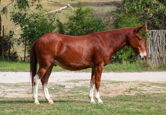"12 GAUGE" Sorrel Gelding Mule