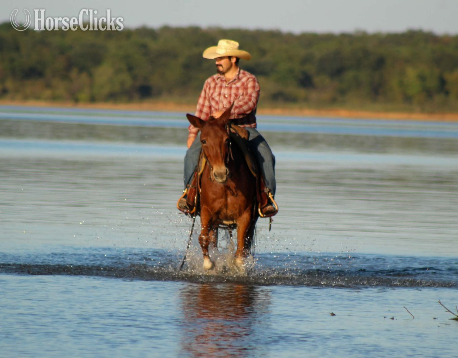 Mule - "12 GAUGE" Sorrel Gelding Mule