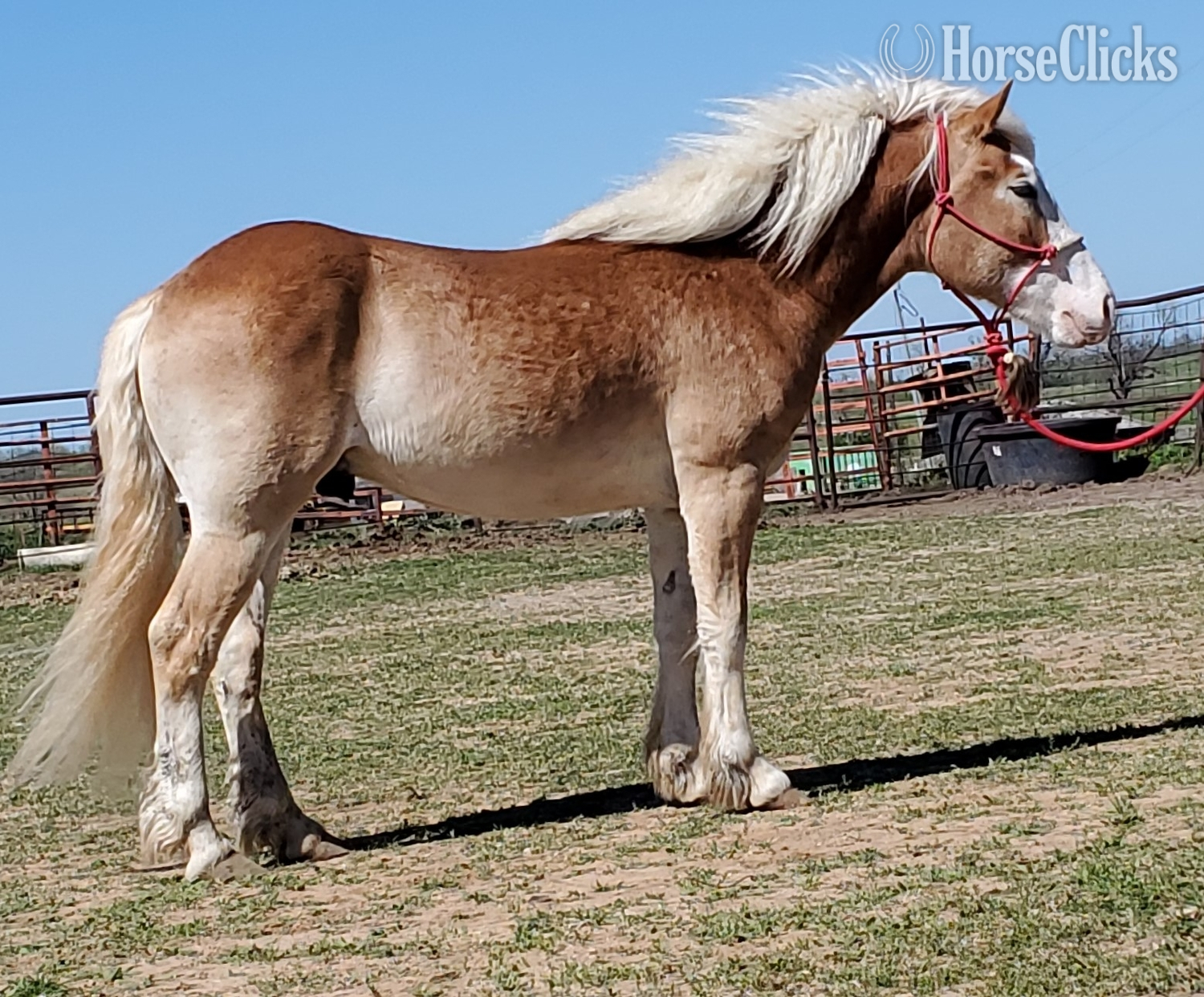 "TUFFY" Chestnut Stallion Draft