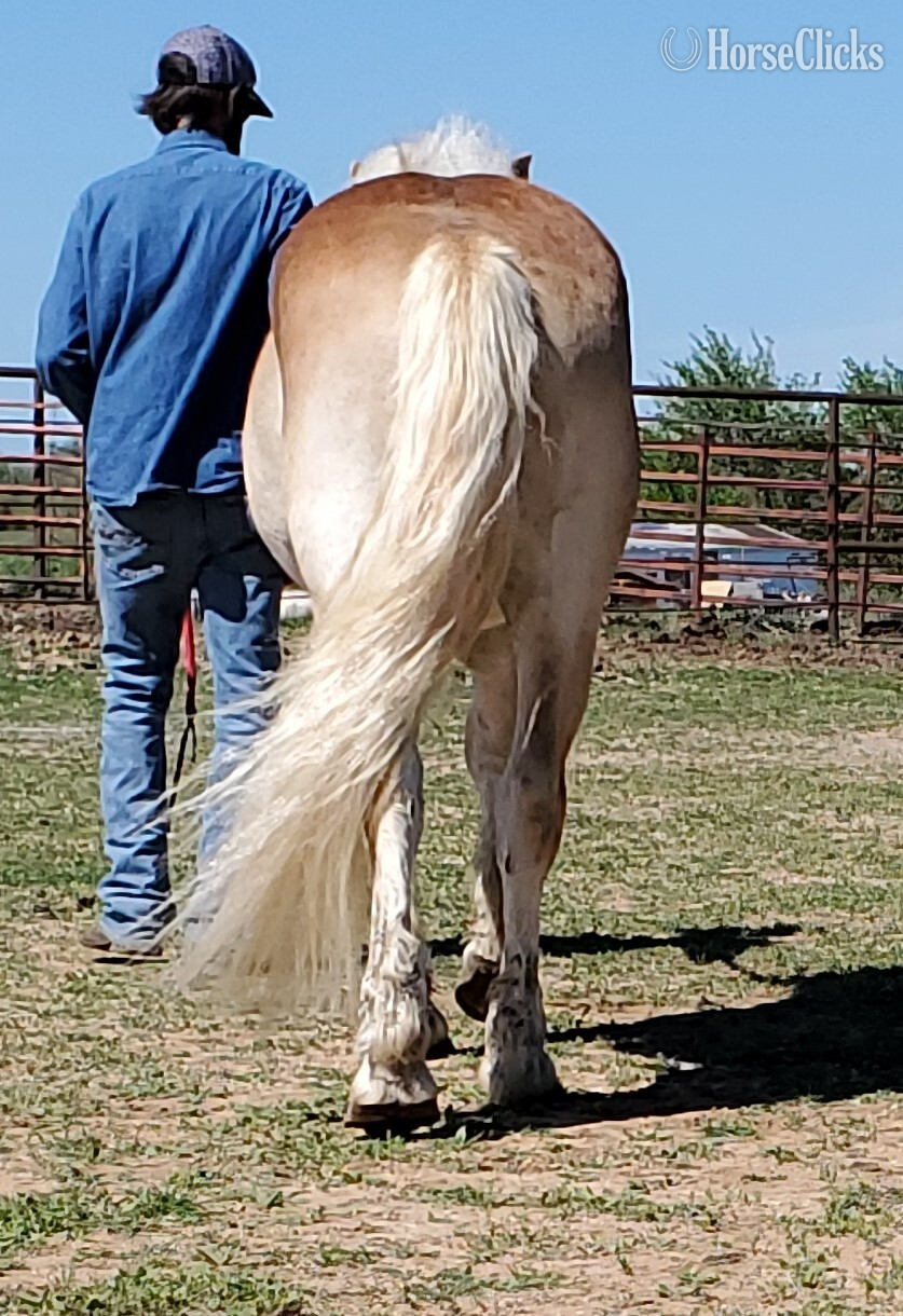 "TUFFY" Chestnut Stallion Draft - Draft