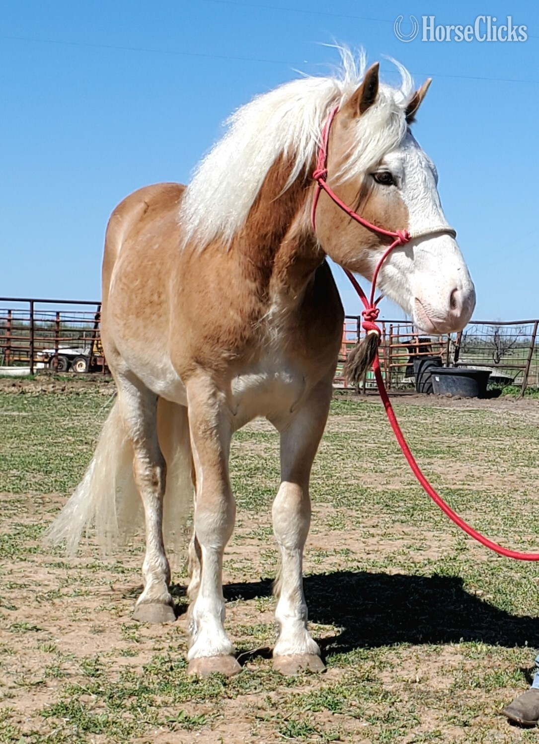 Oklahoma "TUFFY" Chestnut Stallion Draft