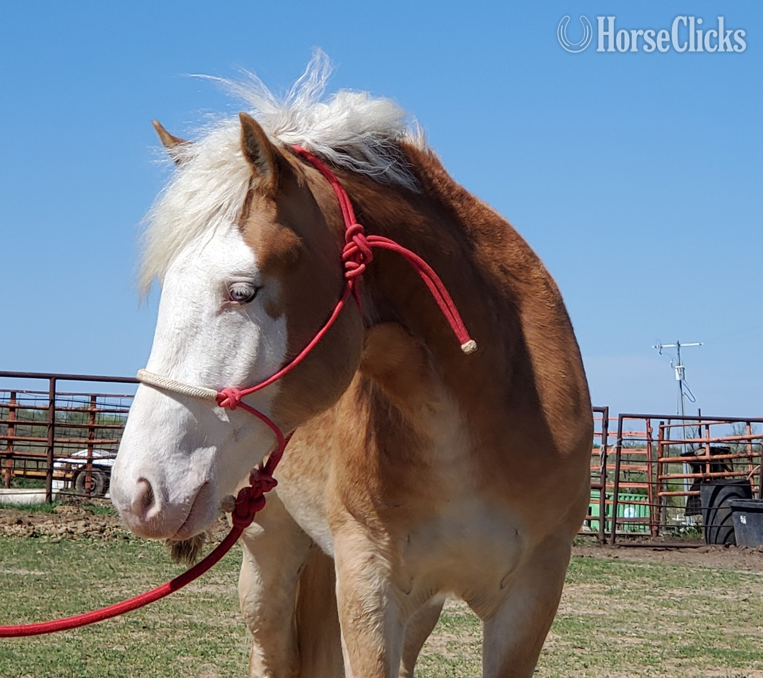 "TUFFY" Chestnut Stallion Draft - Draft in Oklahoma
