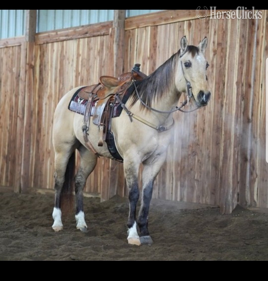"Dunny" Buckskin Gelding Quarter Horse in Texas