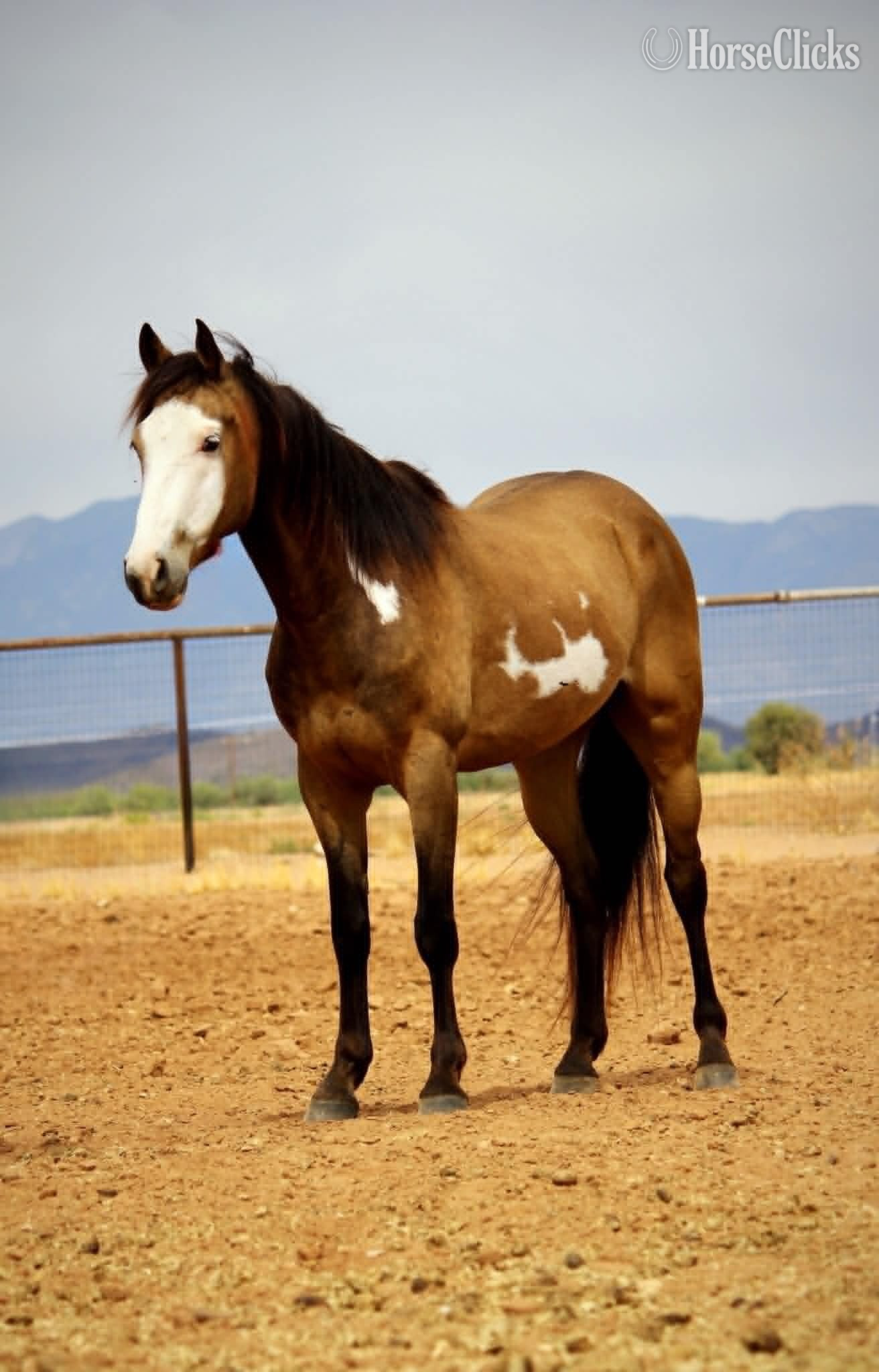 "CHOWDER" Overo Gelding Paint