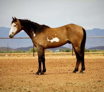 "CHOWDER" Overo Gelding Paint