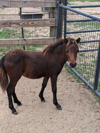 "Ruby" Bay Filly American Miniature