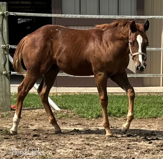 "Kid Cool" Overo Colt Paint in Maryland