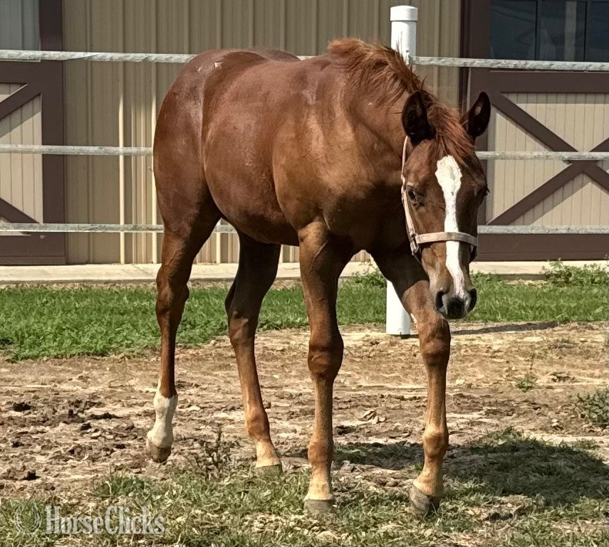 "Kid Cool" Overo Colt Paint